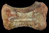 Spinosaurus Caudal (Tail) Vertebrae - Kem Kem Beds #87103-1